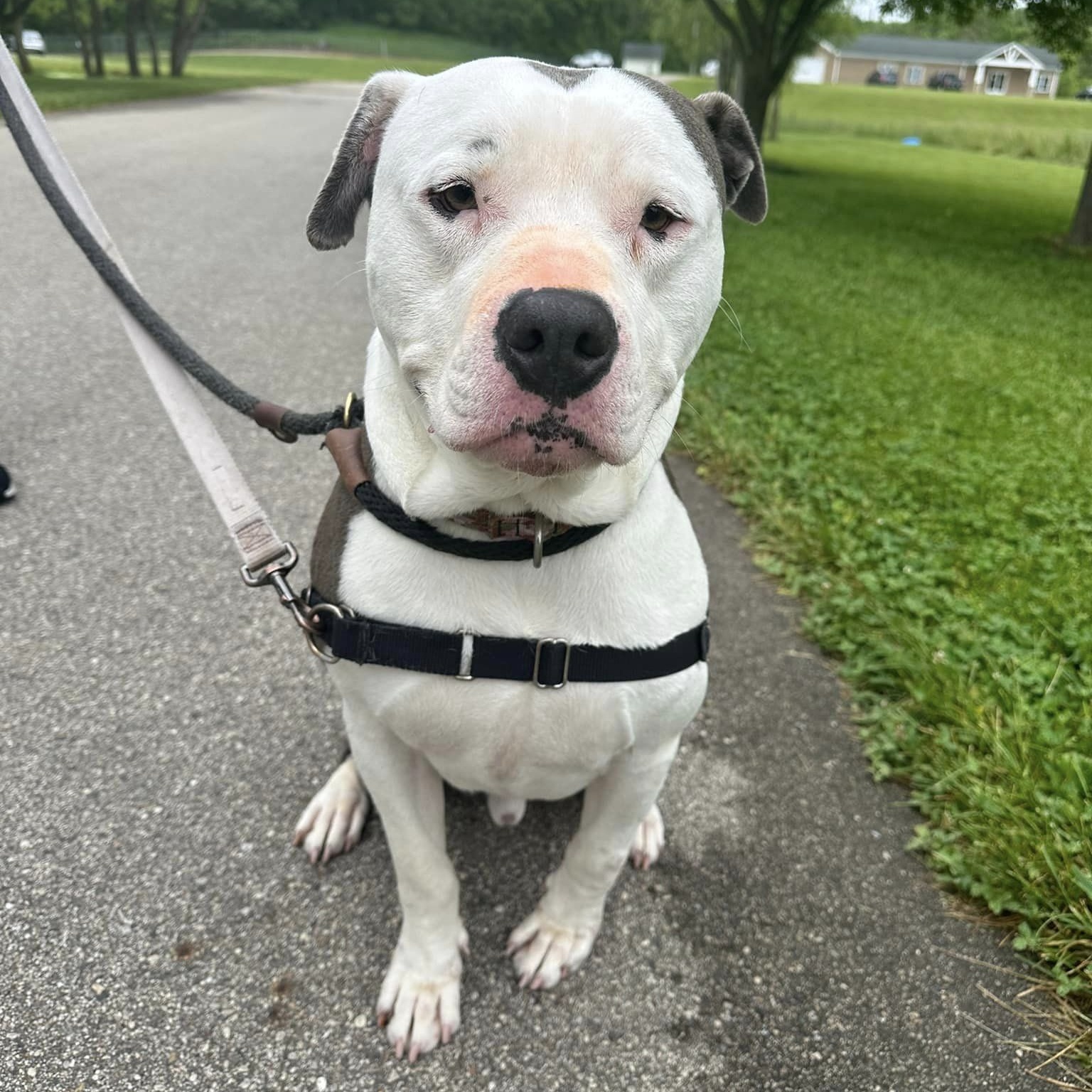 Enlarge Sir Hector, a Adoptable mixed breed in Lake Odessa, MI image 17/17