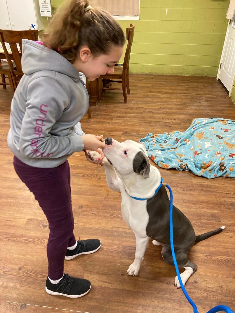 Enlarge Sir Hector, a Adoptable mixed breed in Lake Odessa, MI image 14/17