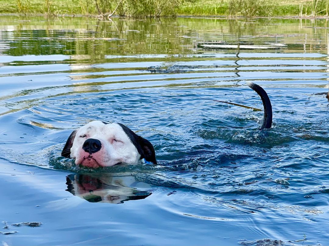 Enlarge Sir Hector, a Adoptable mixed breed in Lake Odessa, MI image 15/17