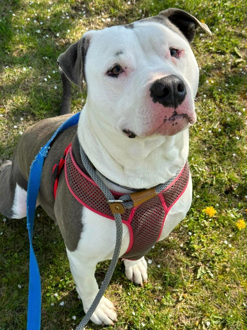 Enlarge Sir Hector, a Adoptable mixed breed in Lake Odessa, MI image 16/17