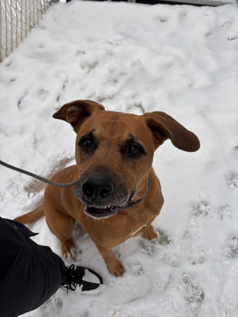 Jingle, Adoptable, Adult Male Mountain Cur & Boxer.