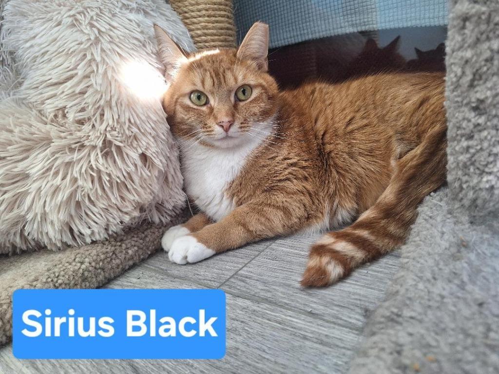 Sirius Black, Adoptable, Adult Male Domestic Short Hair.