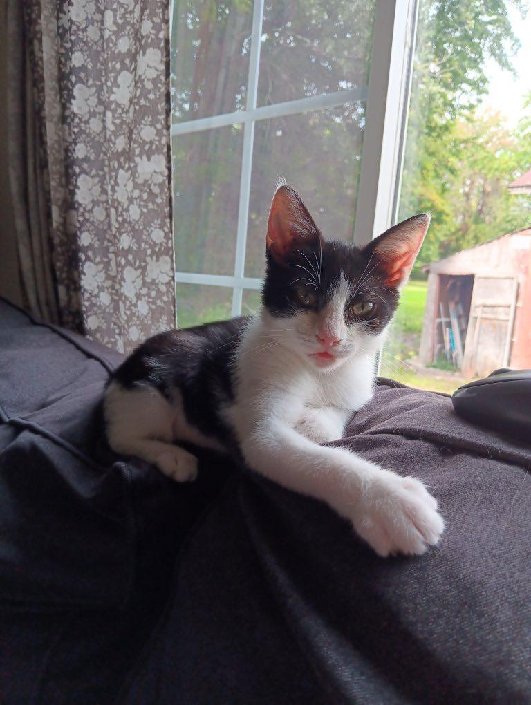 Enlarge Bailey, a Adoptable Domestic Short Hair in Webster, NY image 1/1