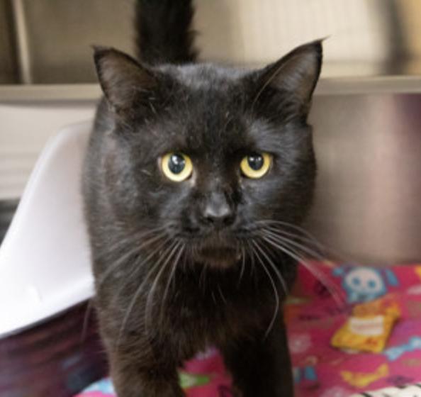 Onyx, Adult Male Domestic Short Hair