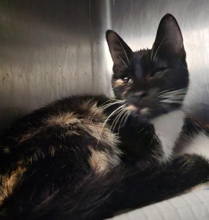 Paulette, a Adoptable mixed breed in Reidsville, NC image 1/2