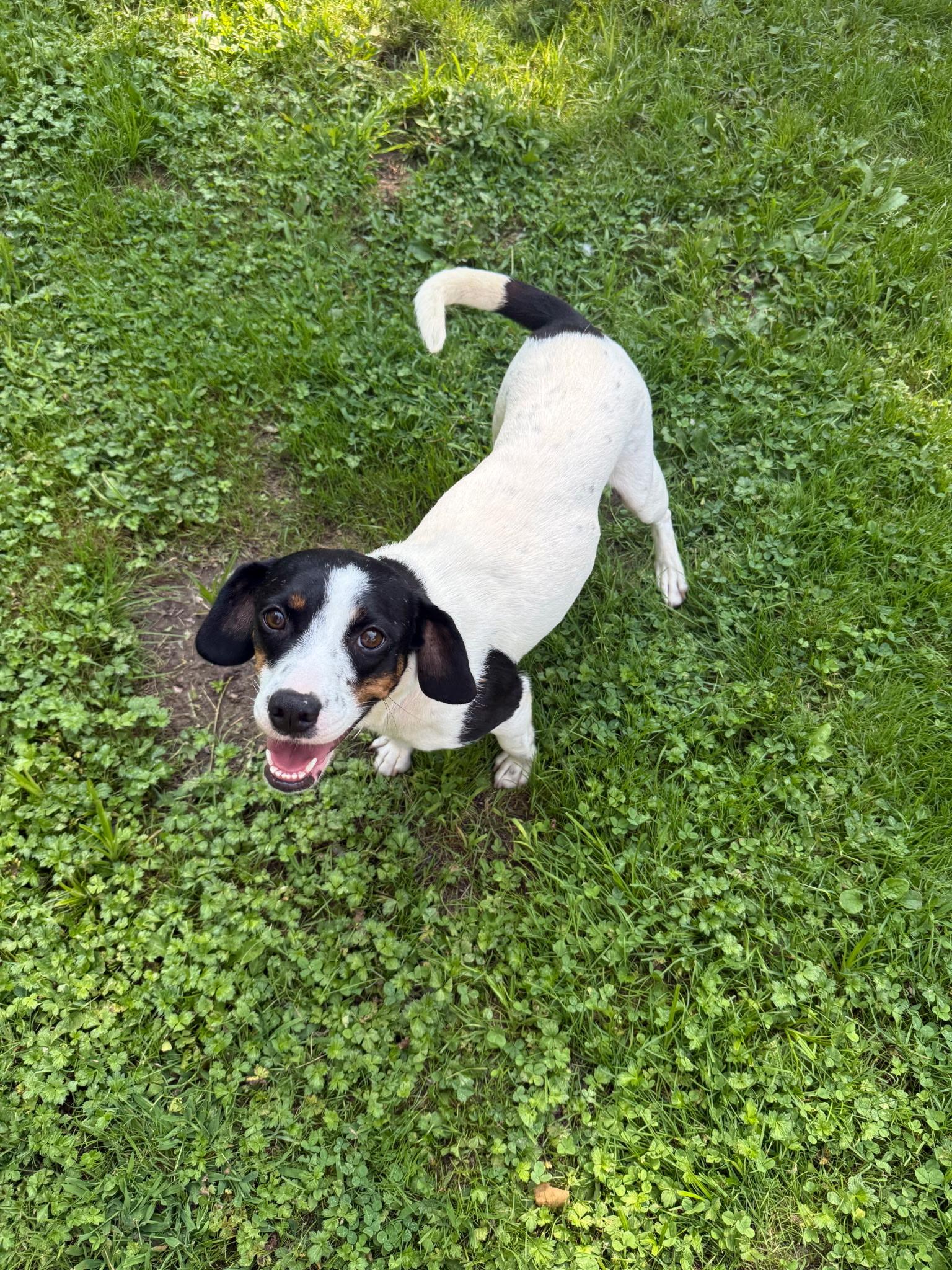 Maggie, adopted, Adult Female Beagle.