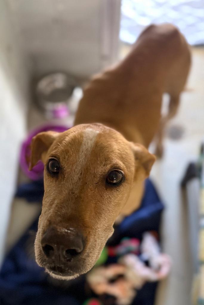 Koy, Adoptable, Adult Male Labrador Retriever.