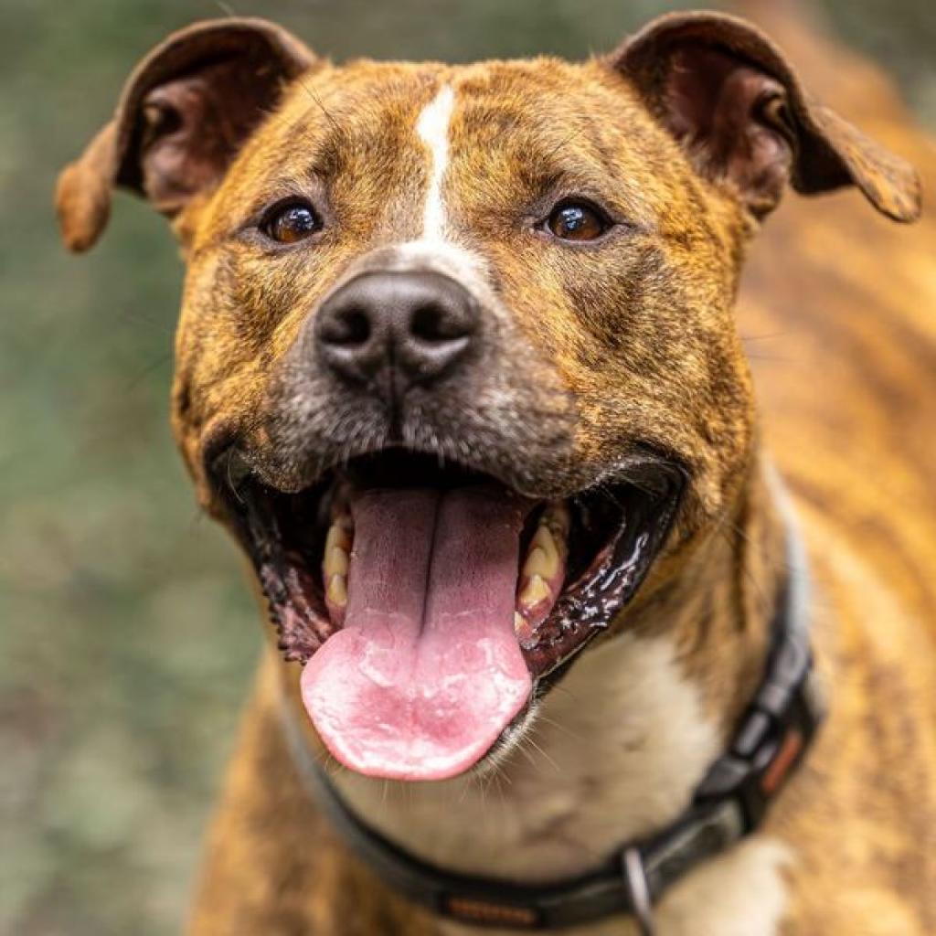 Flip Flop (I Have a Secret Crush!), Adoptable, Adult Male Terrier.