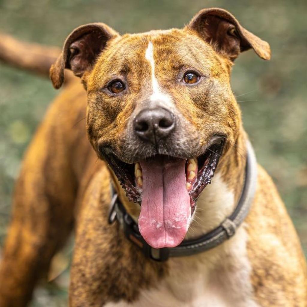 Enlarge Flip Flop (I Have a Secret Crush!), a Adoptable mixed breed in Decatur, GA image 2/6