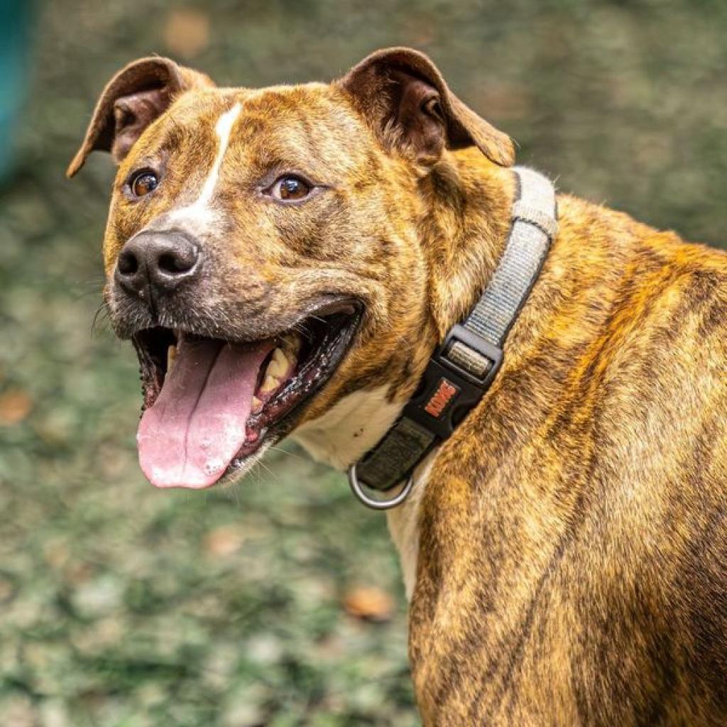 Enlarge Flip Flop (I Have a Secret Crush!), a Adoptable mixed breed in Decatur, GA image 3/6