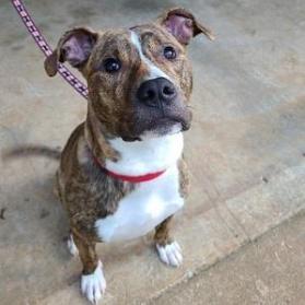 Enlarge Flip Flop (I Have a Secret Crush!), a Adoptable mixed breed in Decatur, GA image 4/6