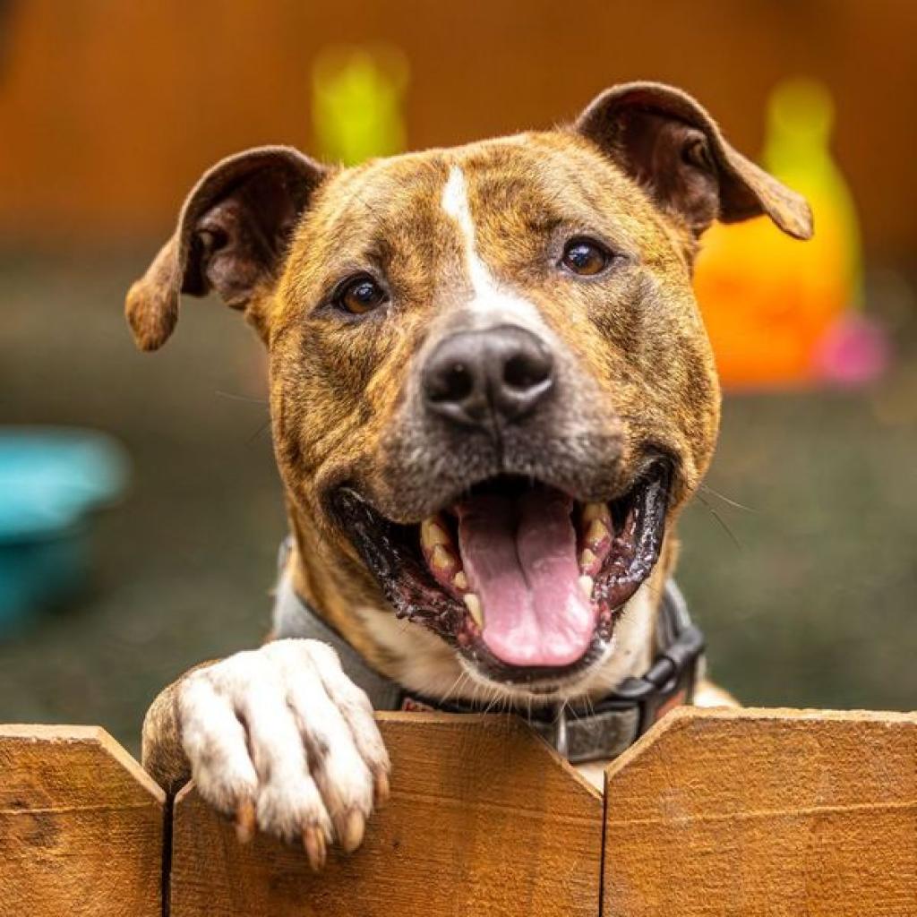 Enlarge Flip Flop (I Have a Secret Crush!), a Adoptable mixed breed in Decatur, GA image 4/6