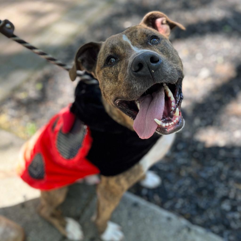 Enlarge Flip Flop (I Have a Secret Crush!), a Adoptable mixed breed in Decatur, GA image 5/6