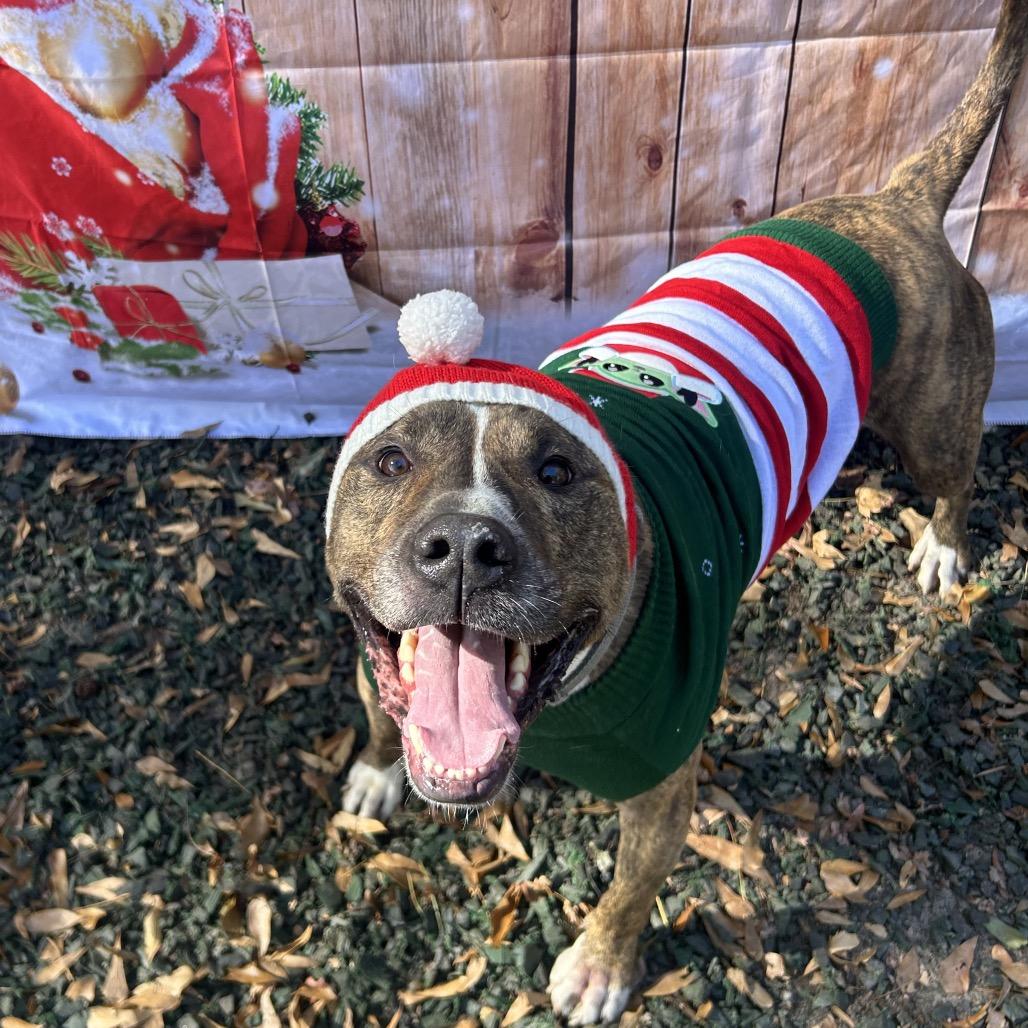 Enlarge Flip Flop (I Have a Secret Crush!), a Adoptable mixed breed in Decatur, GA image 6/6