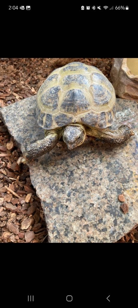 Myrtle, a Adopted Russian in CLINTON, WA image 1/2