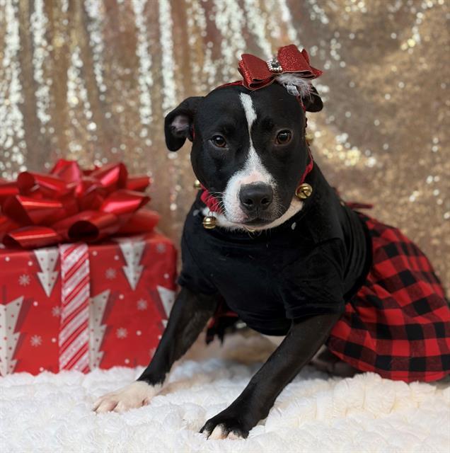 PEPITA, Adoptable, Young Female Pit Bull Terrier.