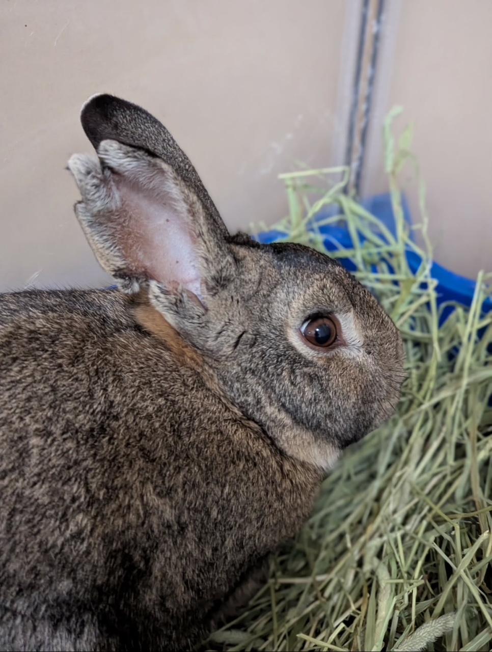 Enlarge BRAYDEN, a Adoptable Bunny Rabbit in Forest Hills, NY image 2/5