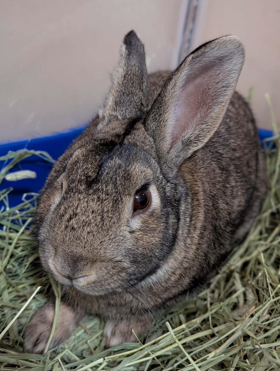 Enlarge BRAYDEN, a Adoptable Bunny Rabbit in Forest Hills, NY image 1/5