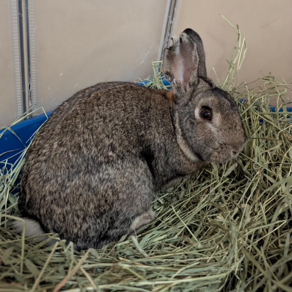 Enlarge BRAYDEN, a Adoptable Bunny Rabbit in Forest Hills, NY image 3/5