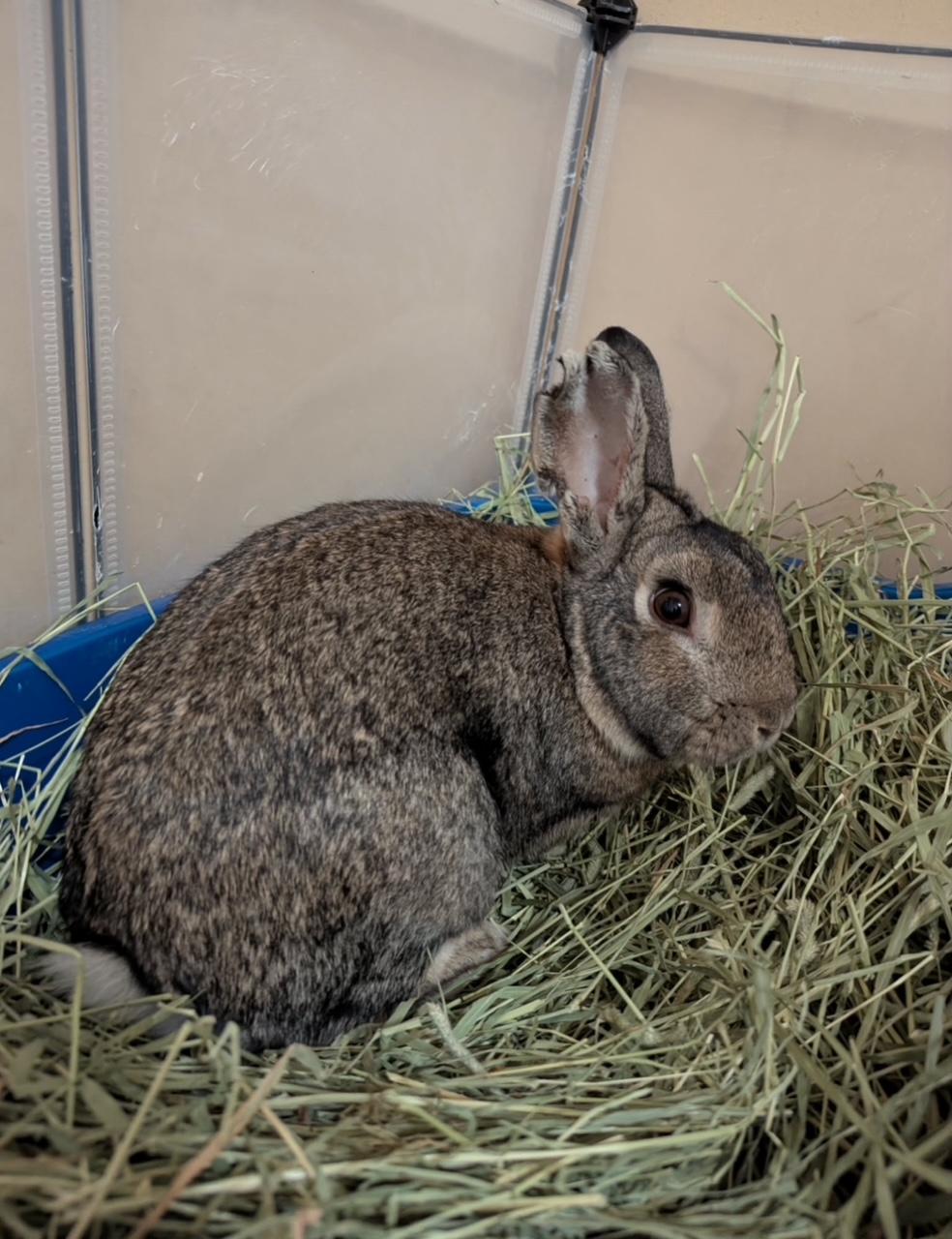 Enlarge BRAYDEN, a Adoptable Bunny Rabbit in Forest Hills, NY image 3/5