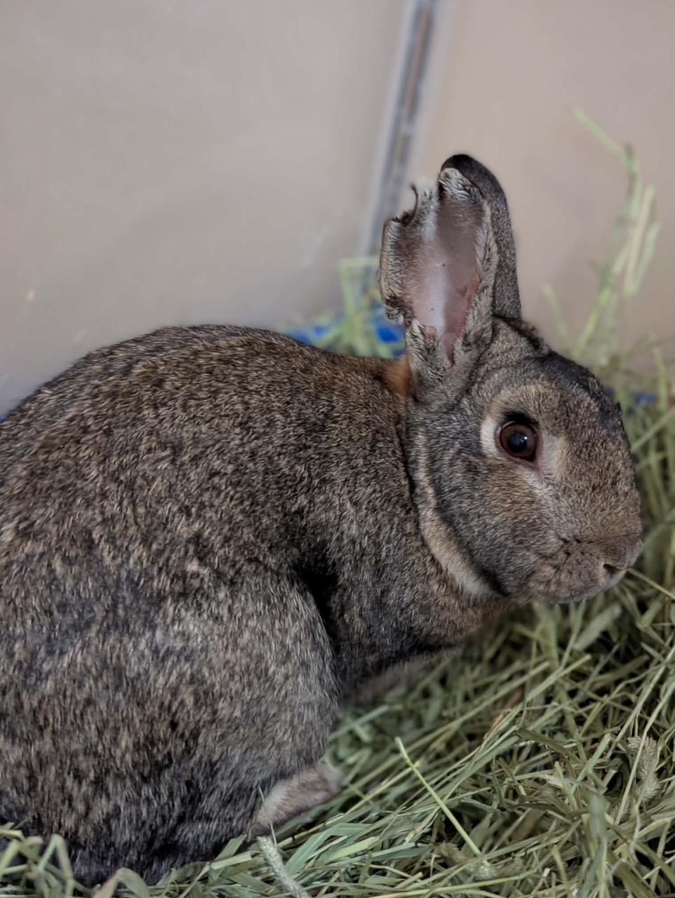 Enlarge BRAYDEN, a Adoptable Bunny Rabbit in Forest Hills, NY image 5/5