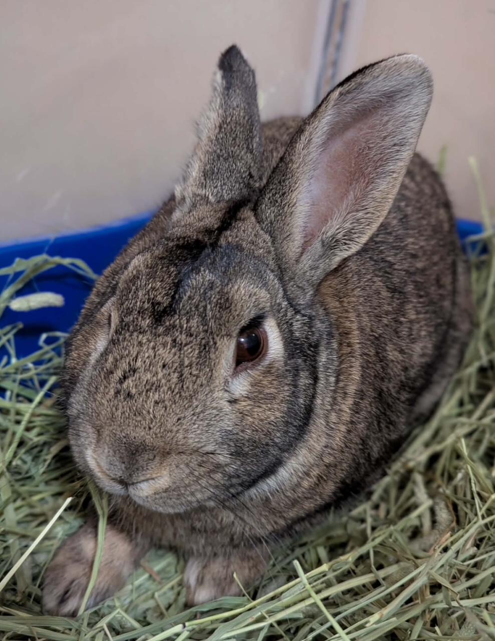 Enlarge BRAYDEN, a Adoptable Bunny Rabbit in Forest Hills, NY image 4/5