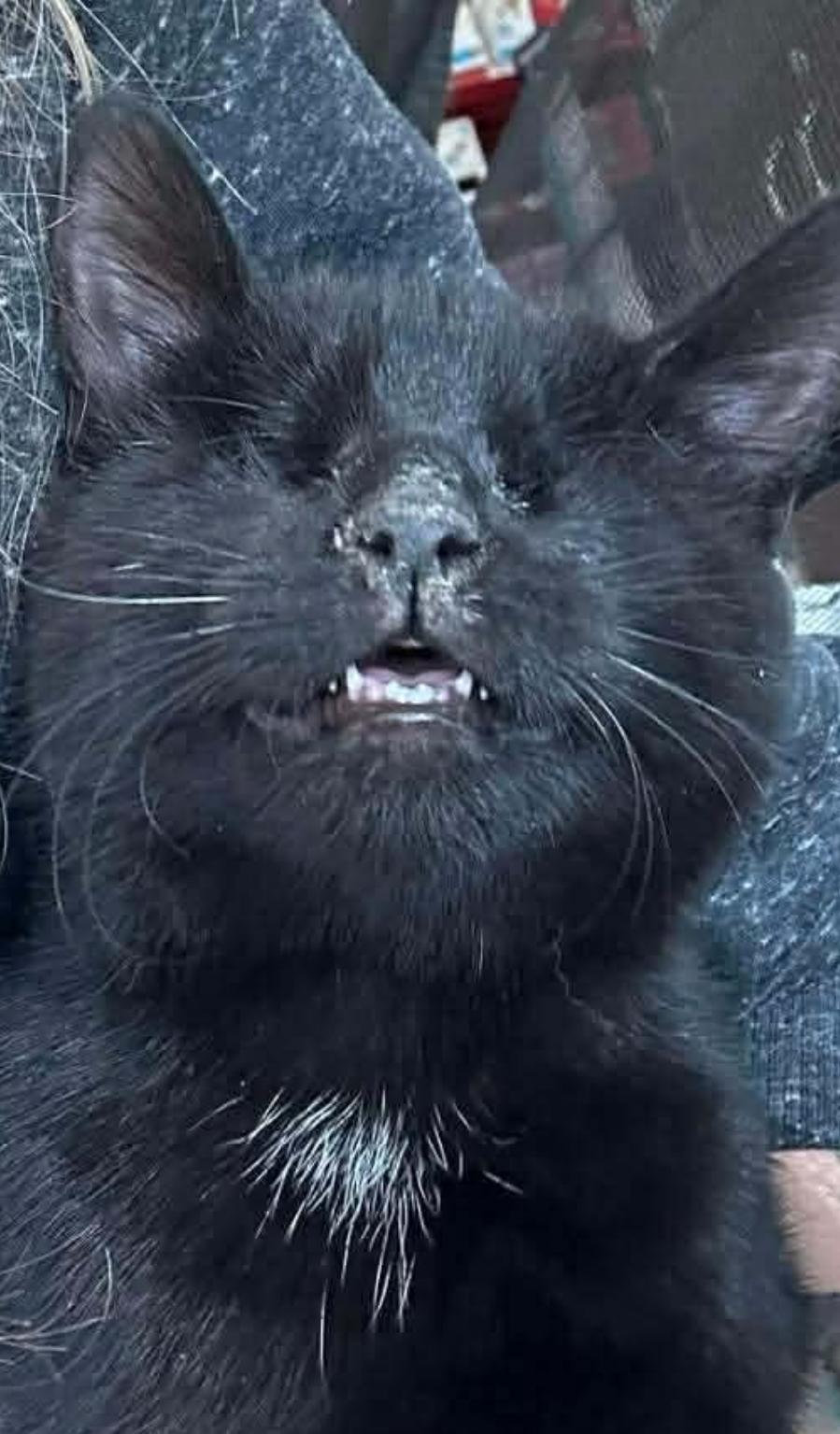 Twyla, a Adopted mixed breed in Lockport, IL image 3/6