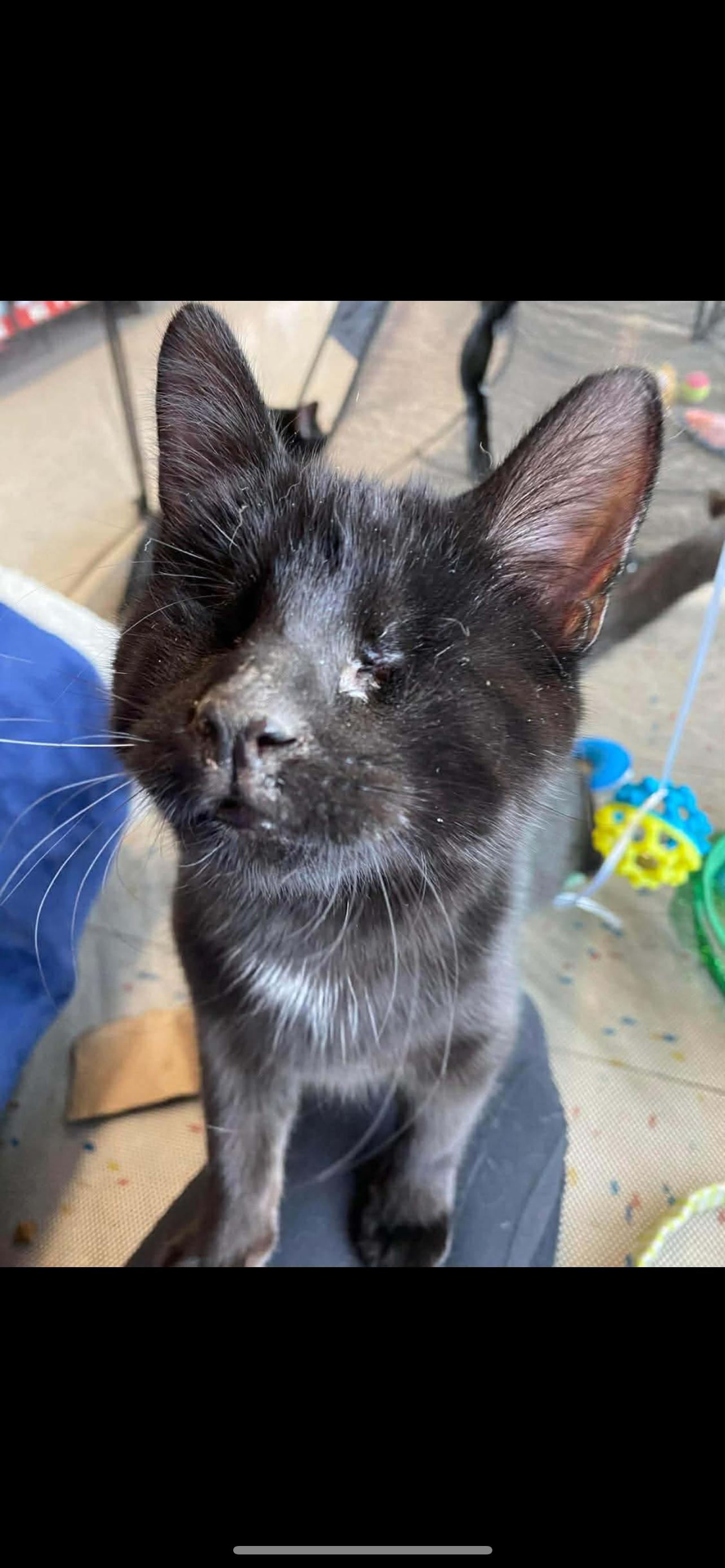 Twyla, a Adopted mixed breed in Lockport, IL image 4/6