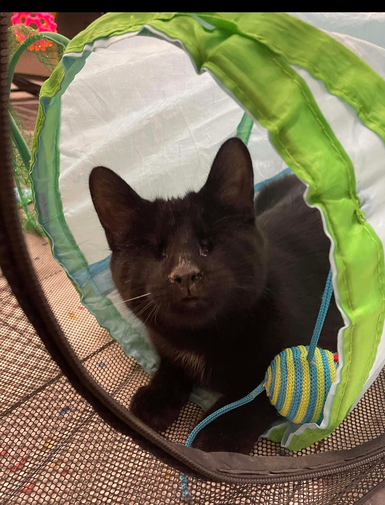 Twyla, a Adopted mixed breed in Lockport, IL image 6/6