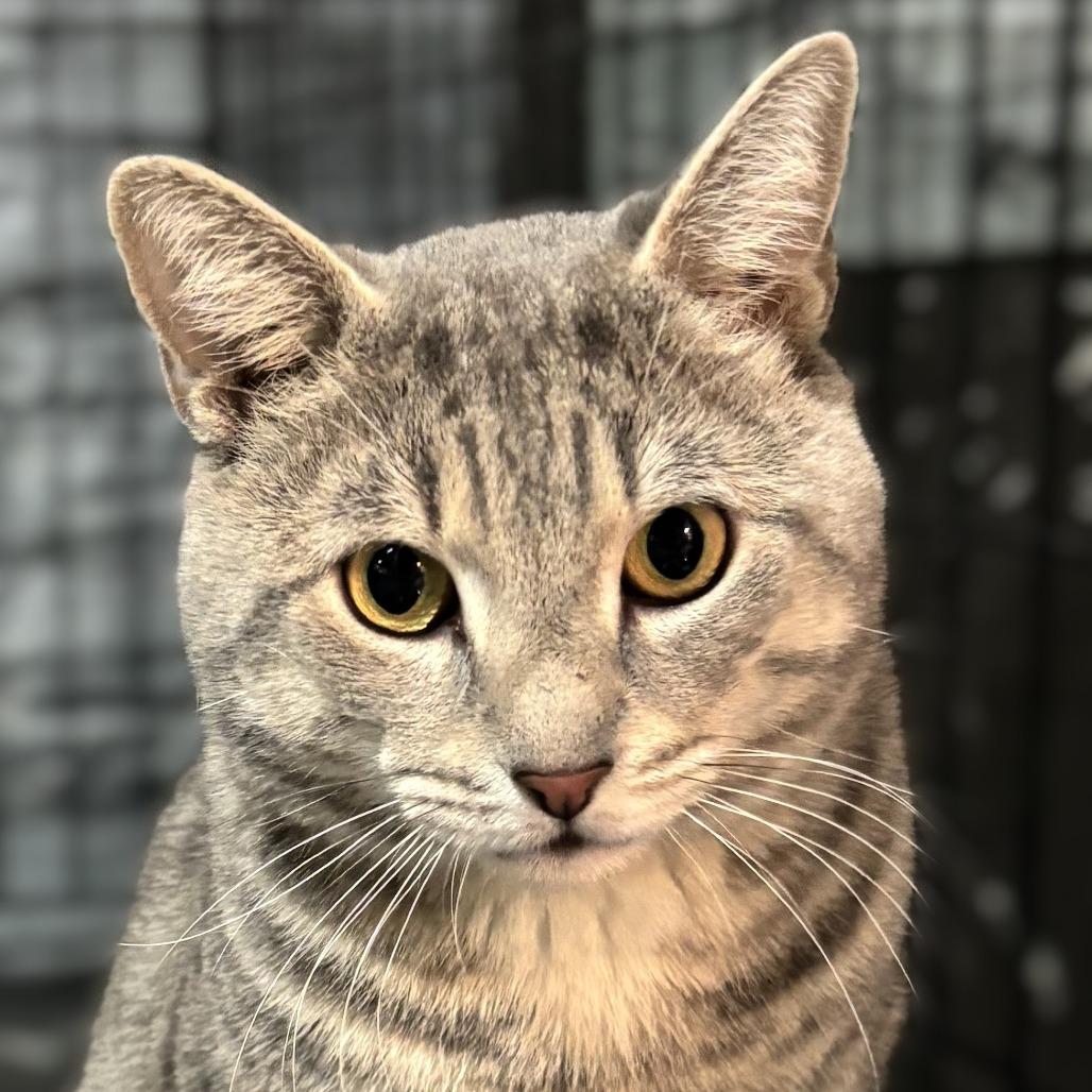 Enlarge Larry and Mo, a Adoptable American Shorthair in New York, NY image 1/2