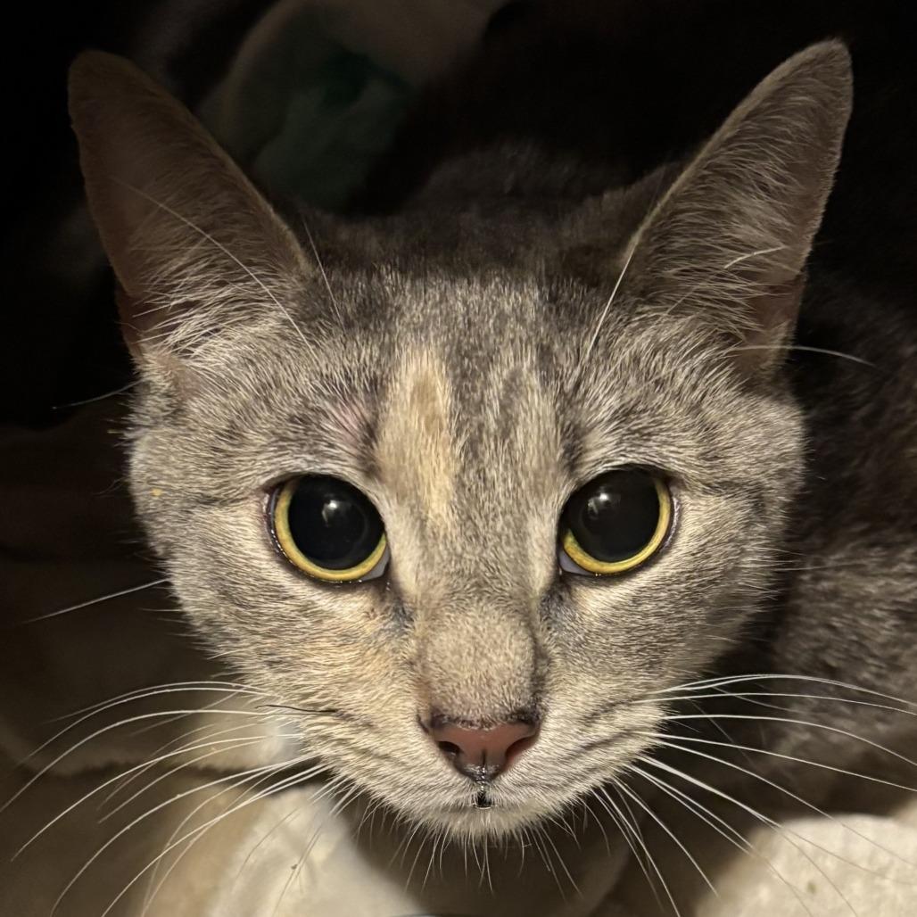 Enlarge Larry and Mo, a Adoptable American Shorthair in New York, NY image 2/2