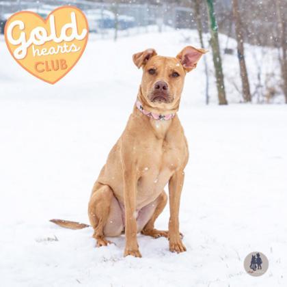 Luna Lou, a Adoptable mixed breed in Ann Arbor, MI image 1/3
