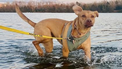 Luna Lou, a Adoptable mixed breed in Ann Arbor, MI image 3/3