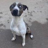 Enlarge Toby, a Adoptable mixed breed in Moline, IL image 1/1