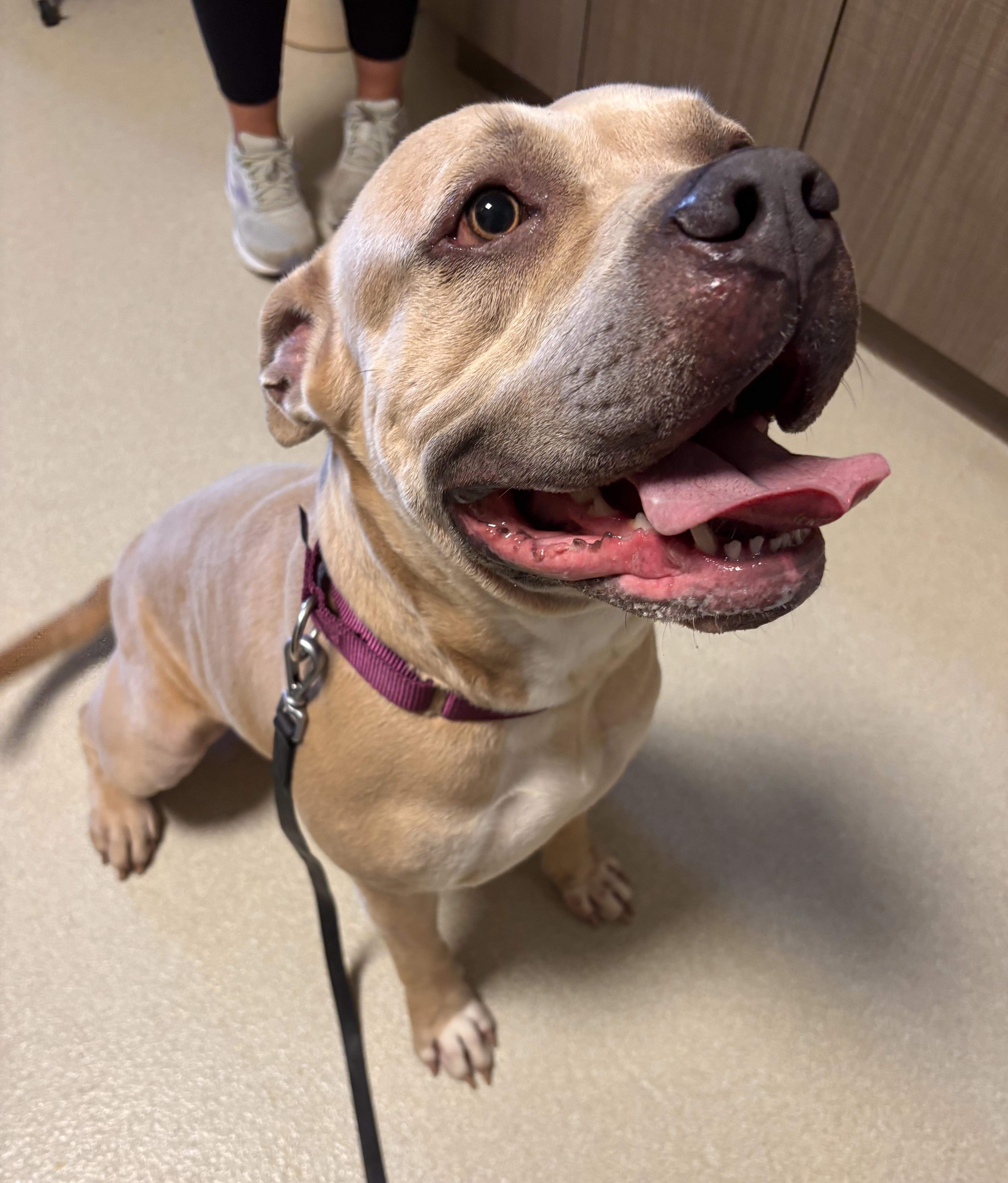 Koosko, a ADOPTABLE mixed breed in Ashland, OH image 2/2