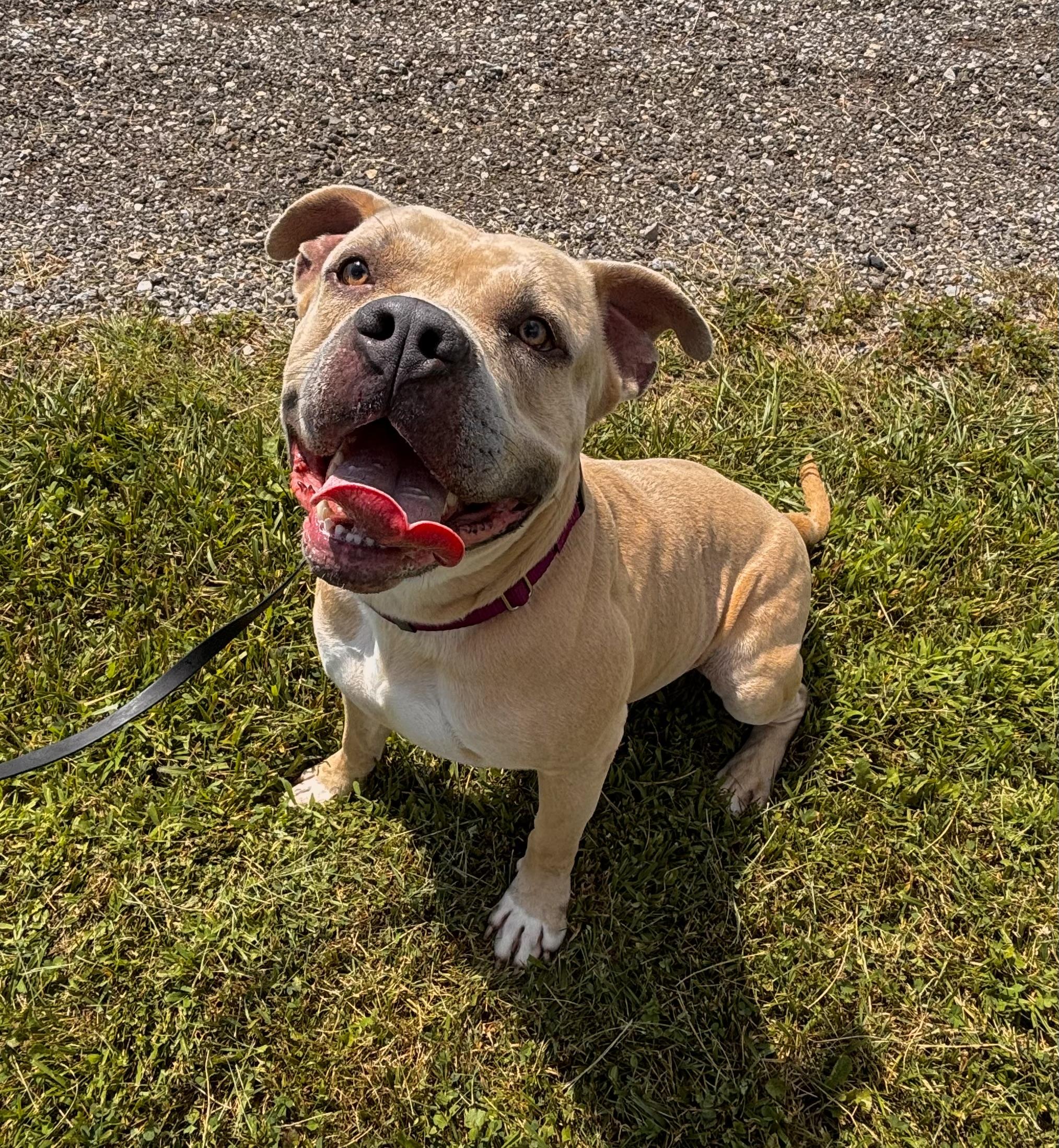 Koosko, ADOPTABLE, Adult Male Bull Terrier.