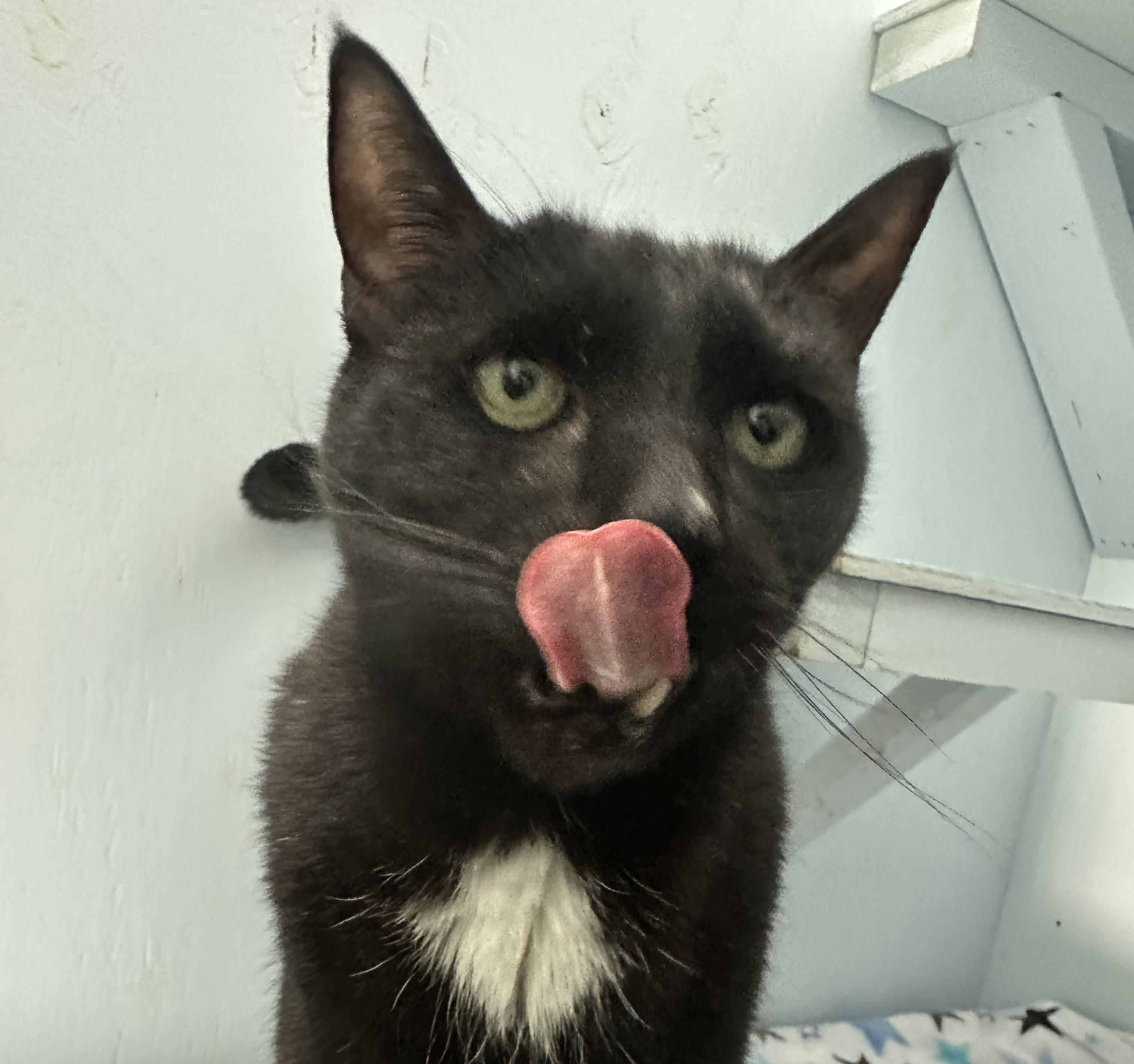 Enlarge Kyro, a Adoptable Savannah in Mission, BC image 1/3