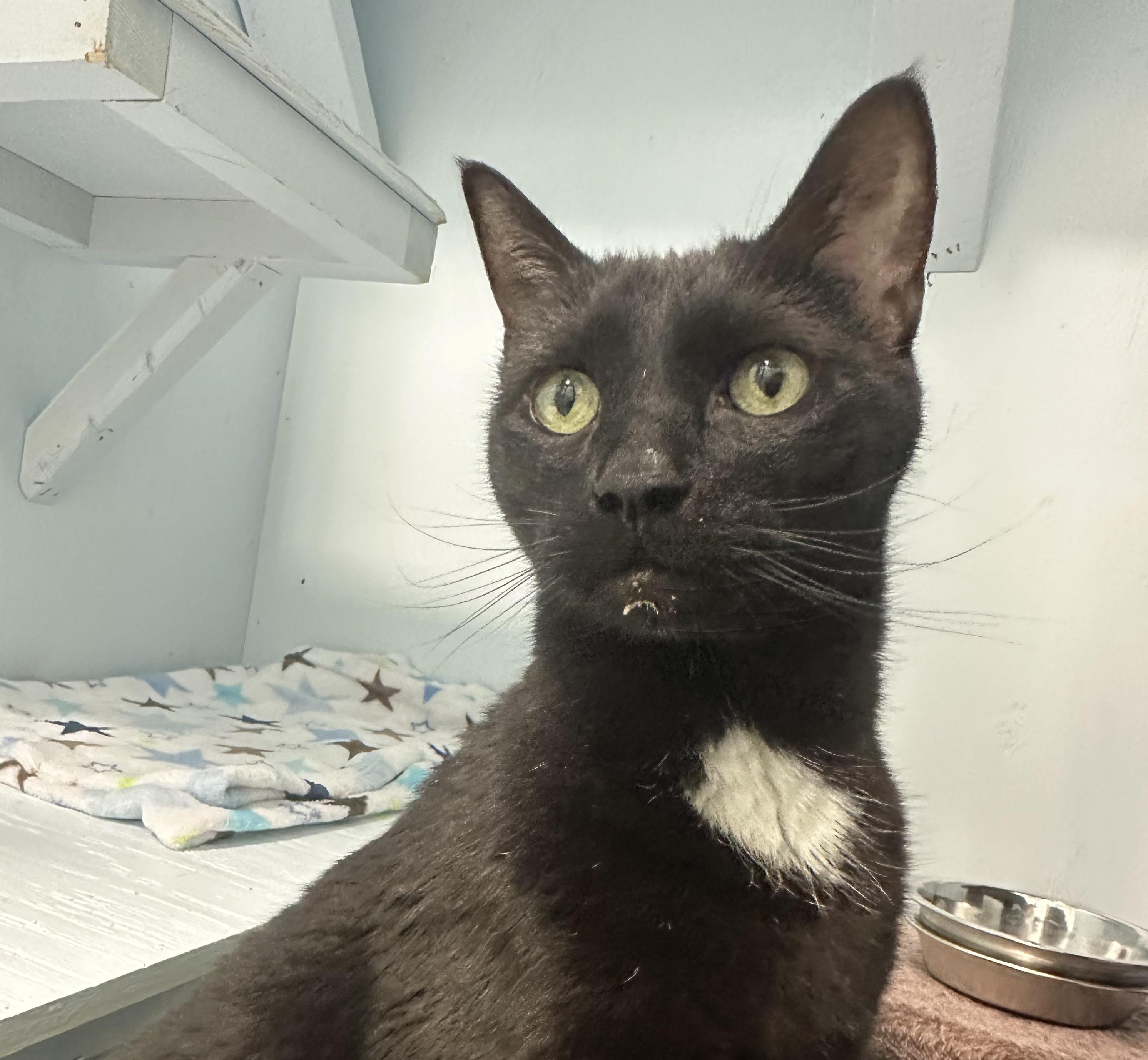 Enlarge Kyro, a Adoptable Savannah in Mission, BC image 3/3