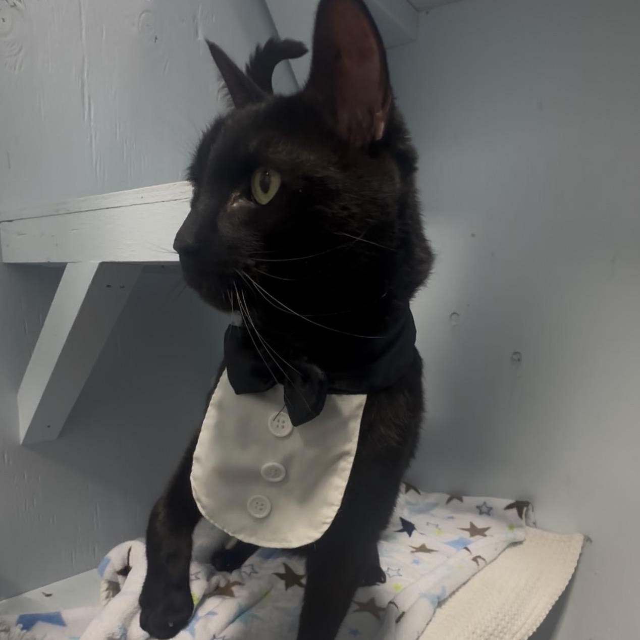 Enlarge Kyro, a Adoptable Savannah in Mission, BC image 2/3