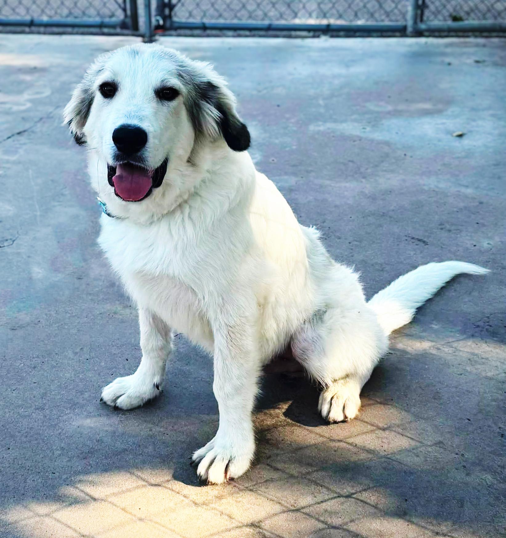 Enlarge Yeti, an adopted Great Pyrenees in Albuquerque, NM image 1/1