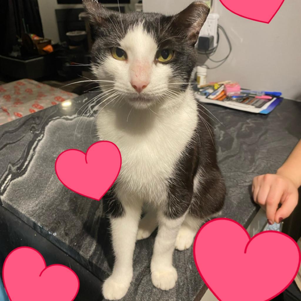 Enlarge Valentine, a Adoptable mixed breed in Lindenwold, NJ image 2/4
