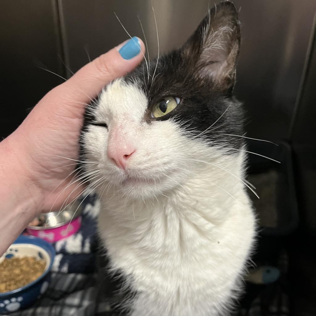 Enlarge Valentine, a Adoptable mixed breed in Lindenwold, NJ image 4/4