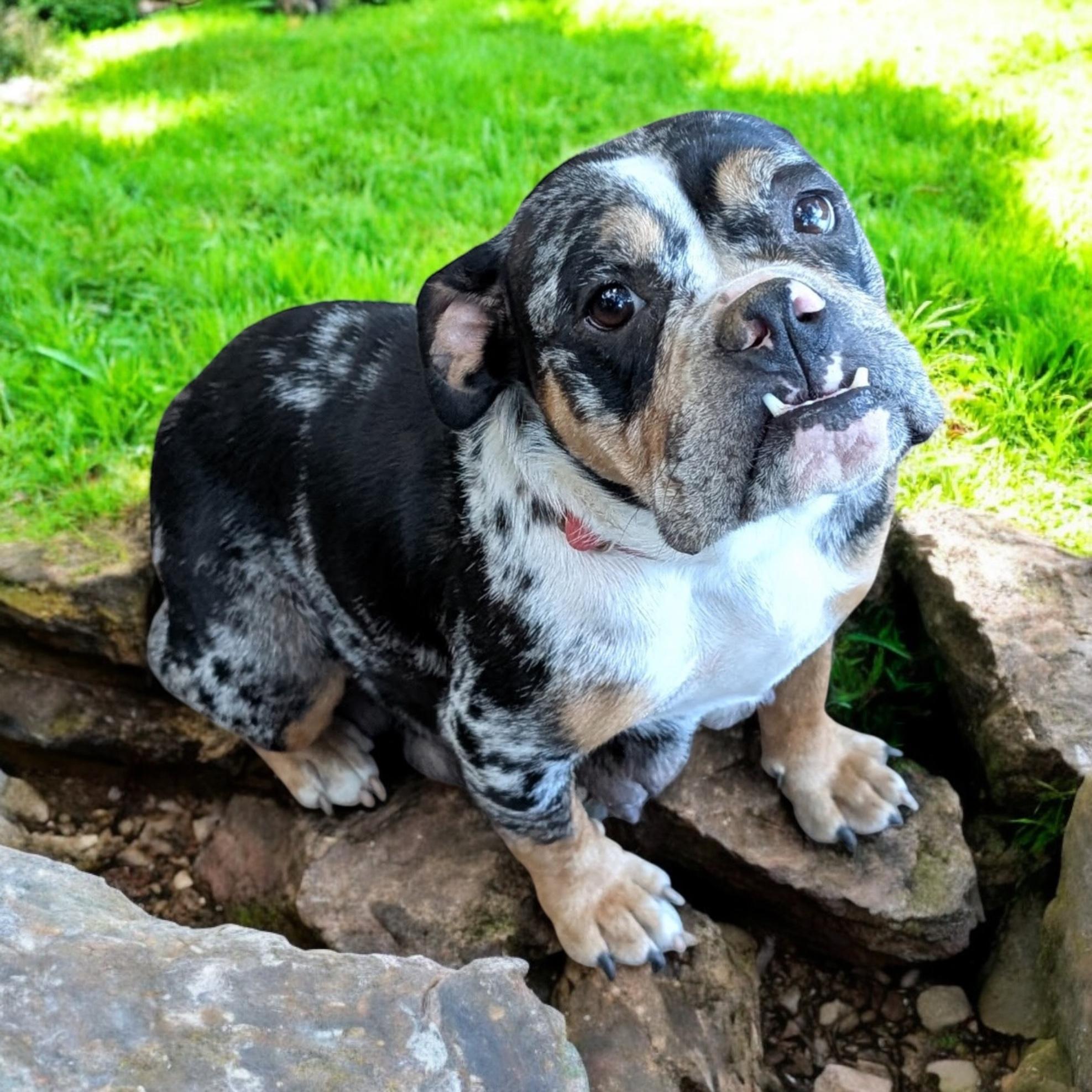 Sadie