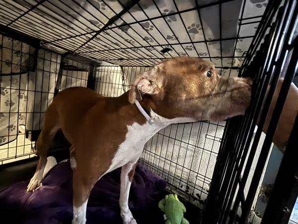 Pop, Adoptable, Senior Male Mixed Breed.