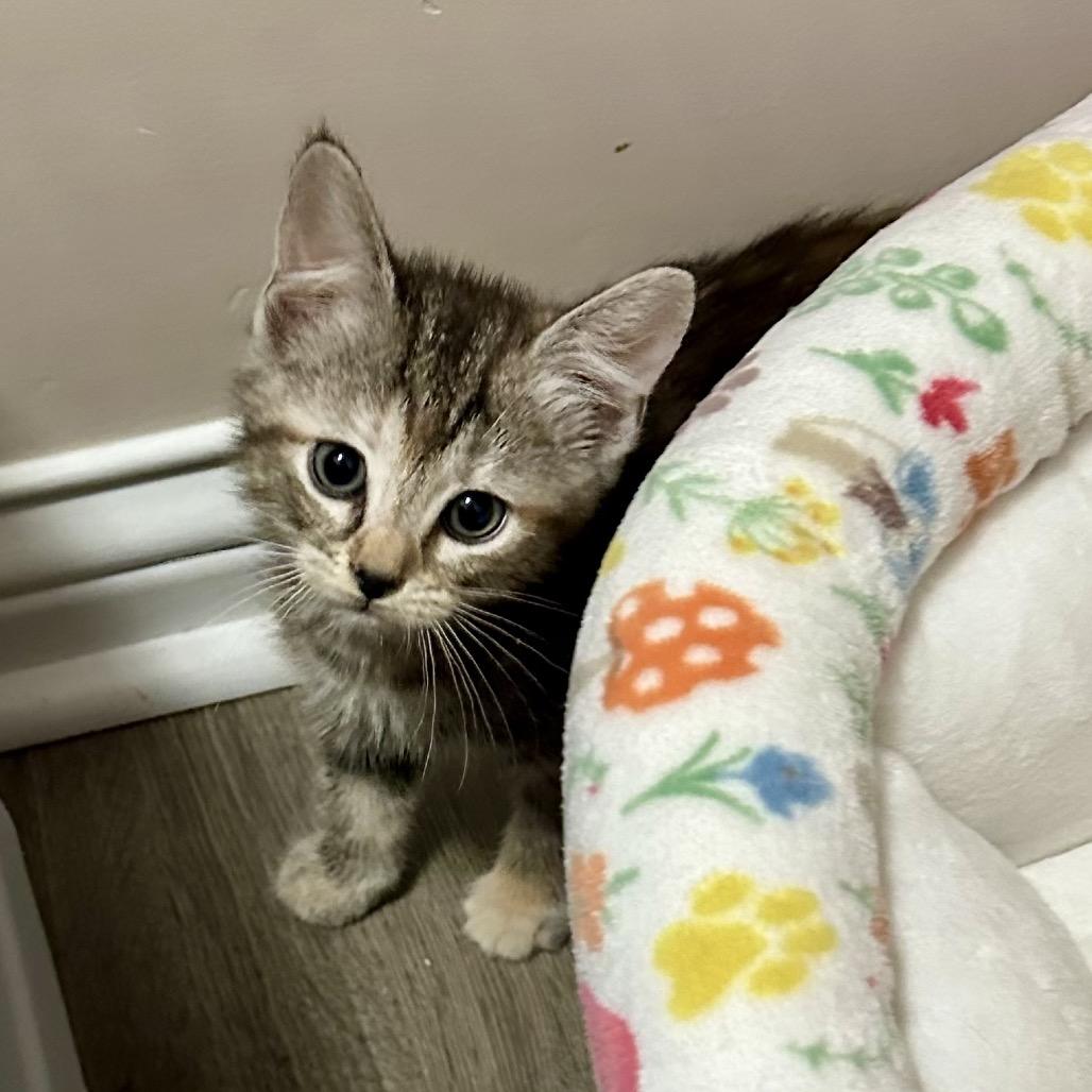 Croissant, Adoptable, Kitten Female Domestic Short Hair.