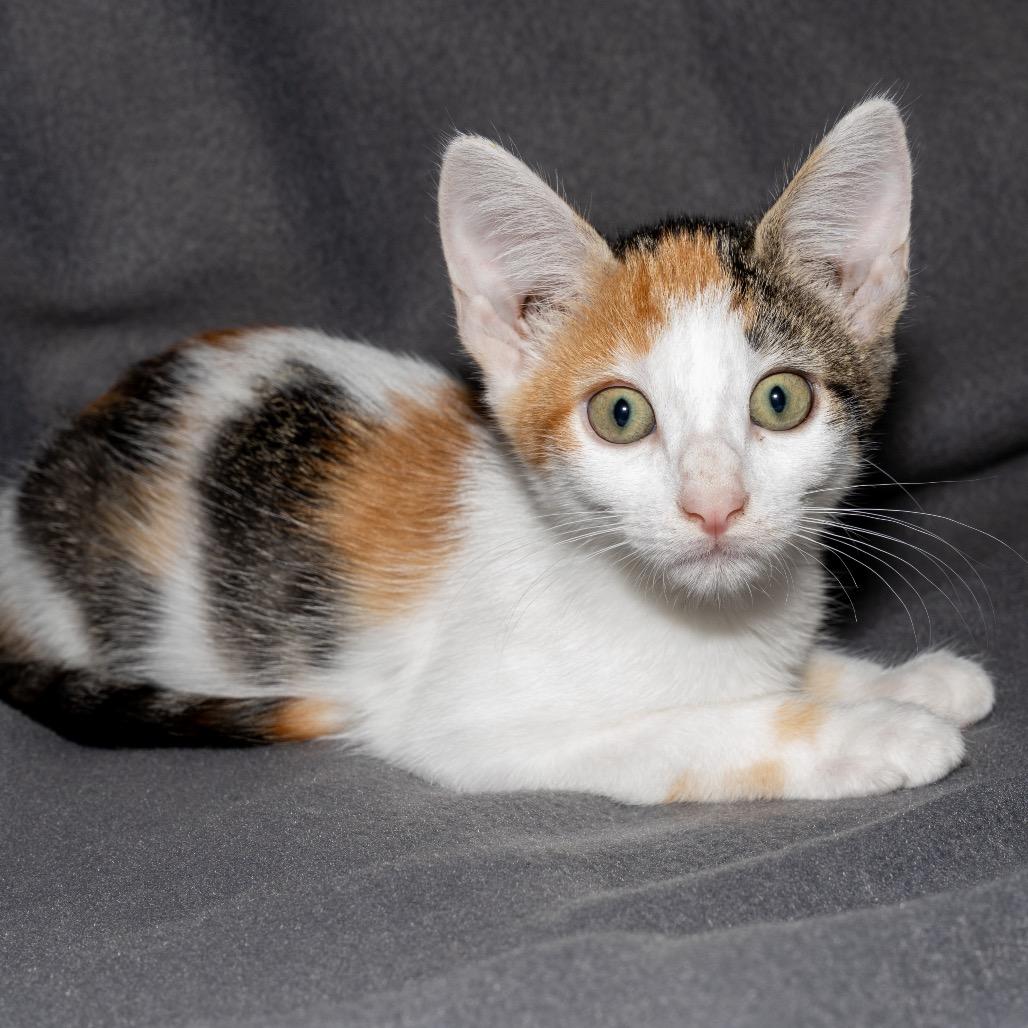 Enlarge Lolly, a Adoptable Domestic Short Hair in Jupiter, FL image 3/4