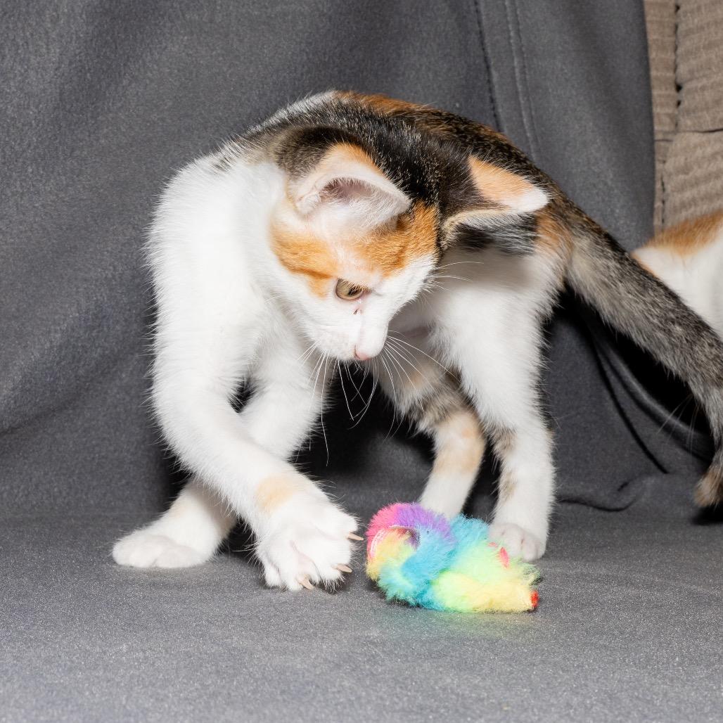 Enlarge Lolly, a Adoptable Domestic Short Hair in Jupiter, FL image 4/4
