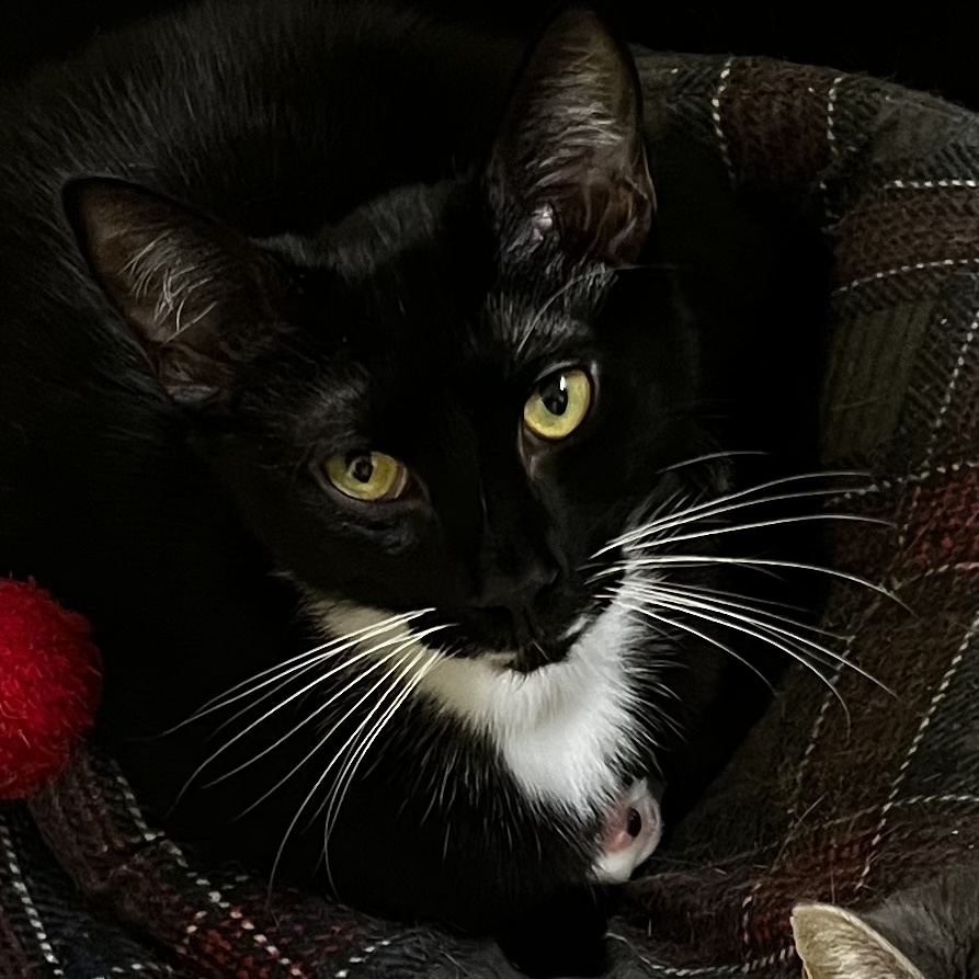 Maverick, an adopted Domestic Short Hair in Margate, FL_image-1