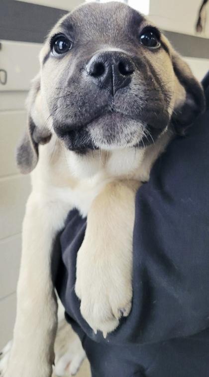 Ranger — thumbnail 2