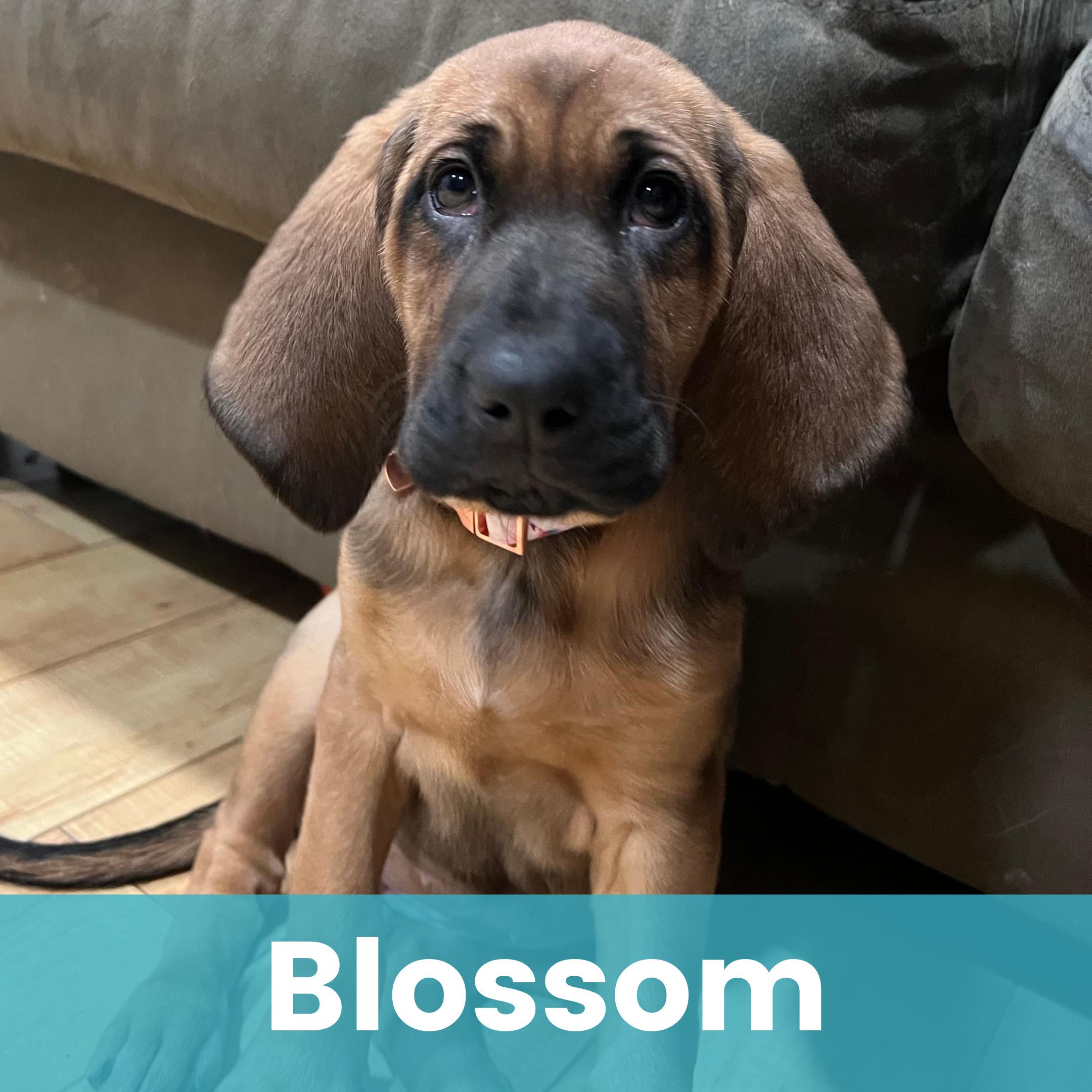 Blossom